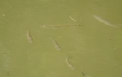 Opsariichthys bidens