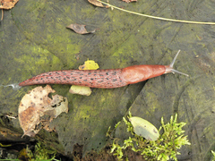 Limax dacampi