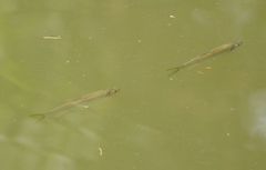 Opsariichthys bidens