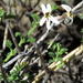 Jamesbrittenia tysonii - Photo (c) Gigi Laidler,  זכויות יוצרים חלקיות (CC BY-NC), הועלה על ידי Gigi Laidler