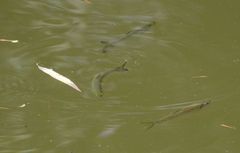 Hemiculter leucisculus