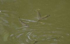 Opsariichthys bidens