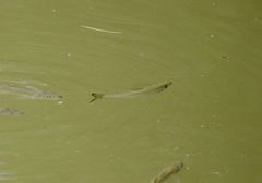 Hemiculter leucisculus