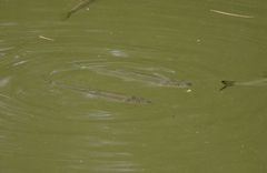 Opsariichthys bidens