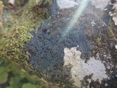 Fuscopannaria subimmixta