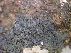 Fuscopannaria subimmixta