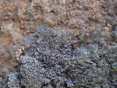 Fuscopannaria subimmixta