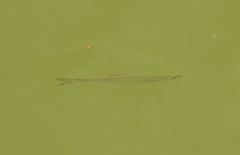 Hemiculter leucisculus