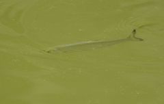 Hemiculter leucisculus