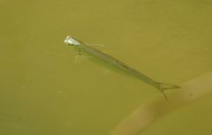 Hemiculter leucisculus