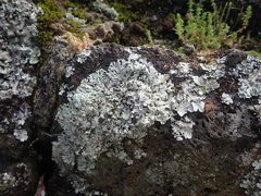 Heterodermia obscurata