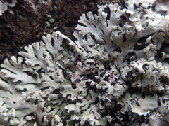 Heterodermia obscurata