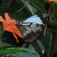 Pieriballia
