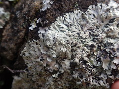 Heterodermia obscurata