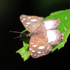 Napaeina