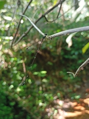 Protosticta gravelyi