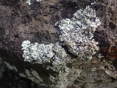 Heterodermia obscurata