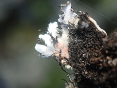 Heterodermia obscurata