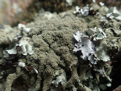 Xanthoparmelia australasica