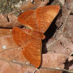 Emesis mandana