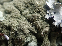 Xanthoparmelia australasica