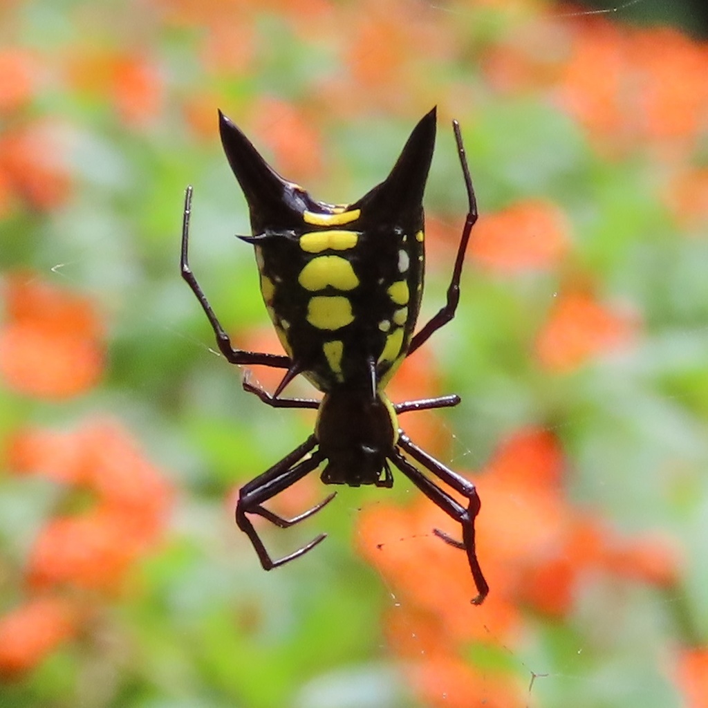 Micrathena pichincha