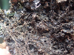 Xanthoparmelia australasica
