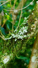 Crocodia