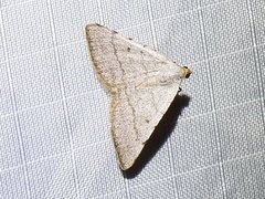 Taeniogramma