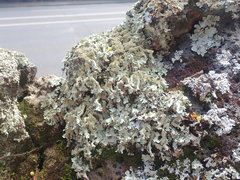 Xanthoparmelia australasica