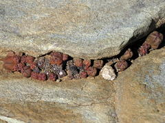 Crassula pyramidalis