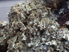 Xanthoparmelia australasica