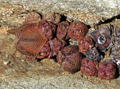 Crassula pyramidalis