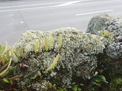 Xanthoparmelia australasica