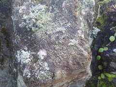 Cladonia enantia