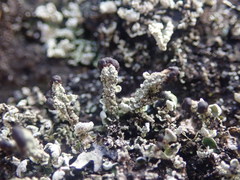 Cladonia enantia