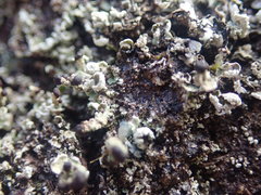 Cladonia enantia