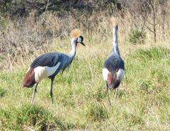 Balearica regulorum regulorum