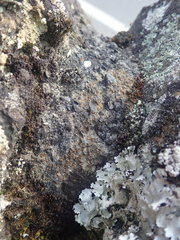 Protoblastenia rupestris