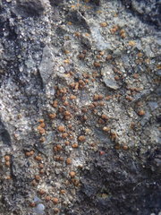 Protoblastenia rupestris