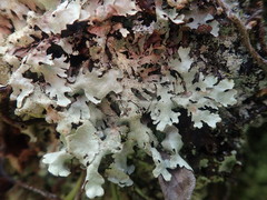 Xanthoparmelia australasica