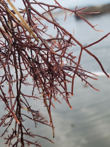 Image of Gelidium robustum by no rights reserved
