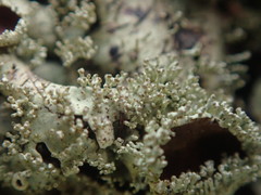 Xanthoparmelia australasica