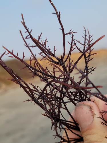 Image of Gelidium robustum by no rights reserved