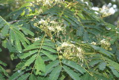 Albizia adianthifolia adianthifolia