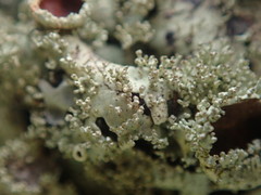Xanthoparmelia australasica