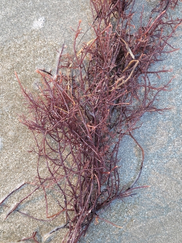 Image of Gelidium robustum by no rights reserved