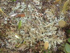 Xanthoparmelia australasica