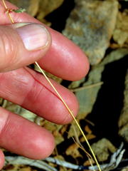 Eragrostis nindensis