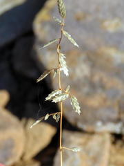 Eragrostis nindensis